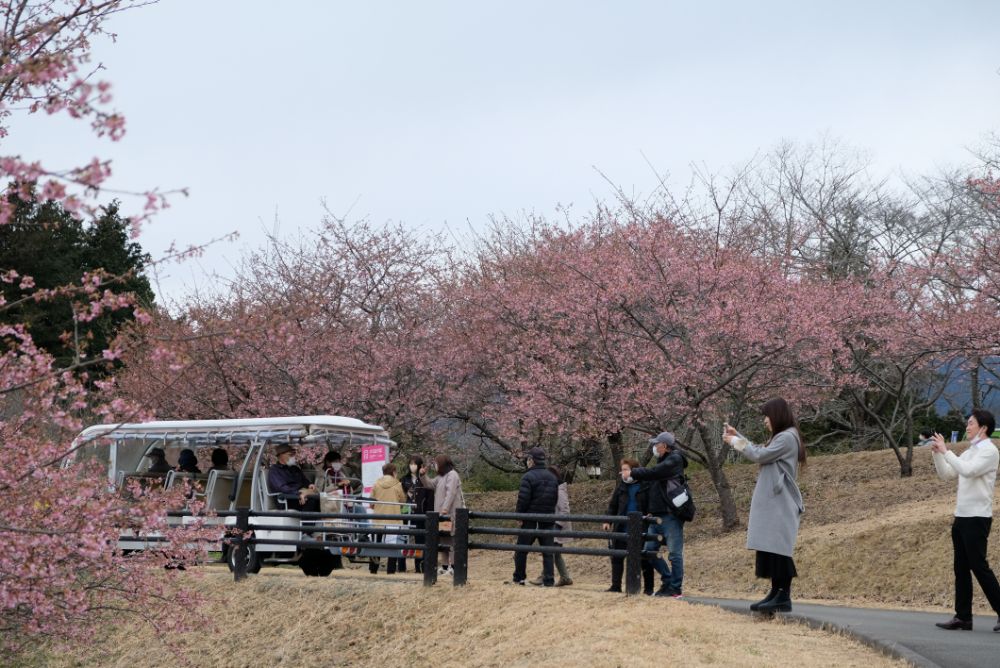 2023/2/25【開花状況】見頃の河津桜、福寿草、梅、クリスマスローズ