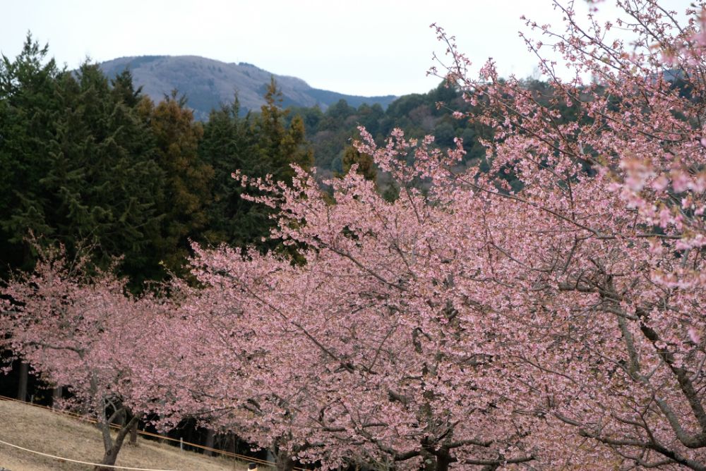 2023/2/25【開花状況】見頃の河津桜、福寿草、梅、クリスマスローズ