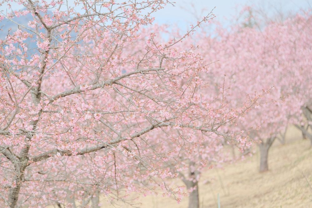 「さくら訪ねる陽だまりの森」初春シーズンスタート！