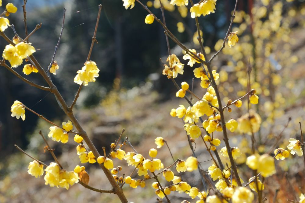 2023/2/3【開花状況】福寿草、ロウバイの開花／今日は節分