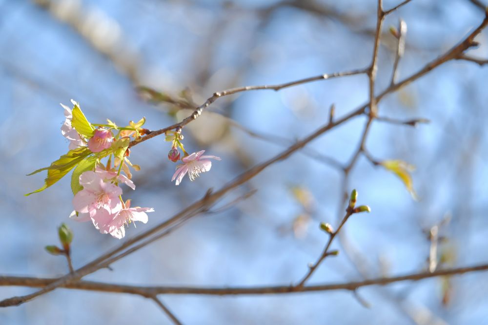 2023/2/3【開花状況】福寿草、ロウバイの開花／今日は節分