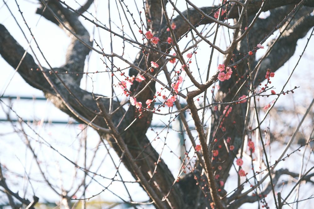 2023/2/3【開花状況】福寿草、ロウバイの開花／今日は節分