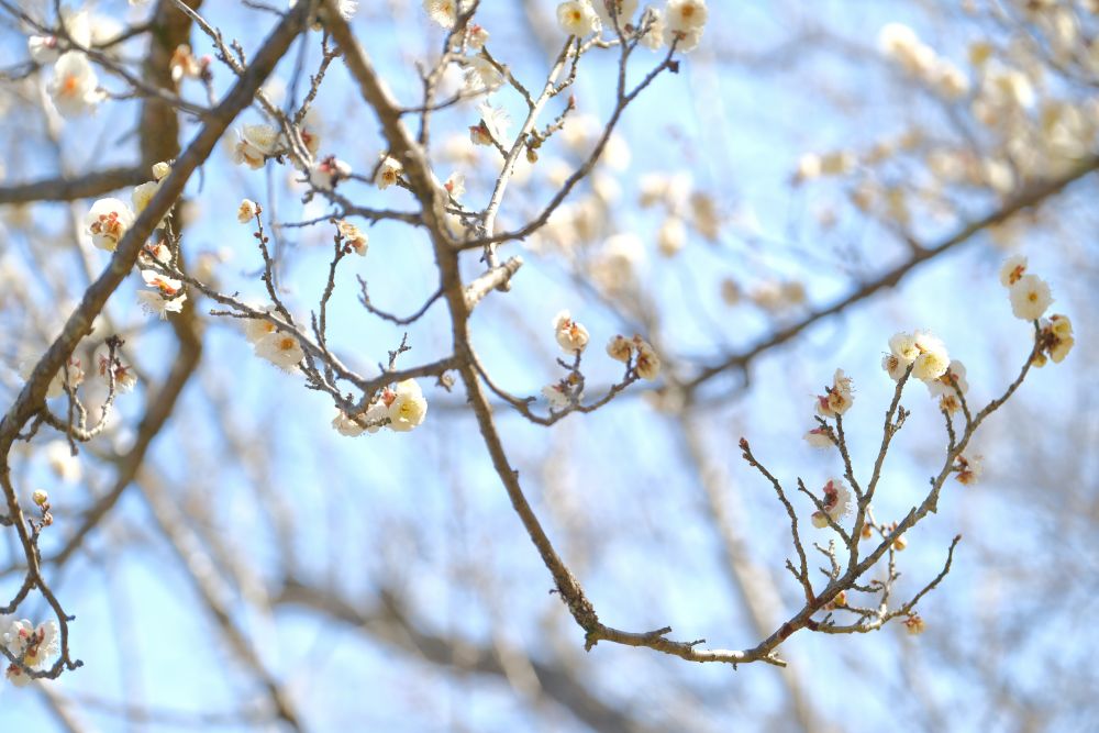 2023/2/3【開花状況】福寿草、ロウバイの開花／今日は節分