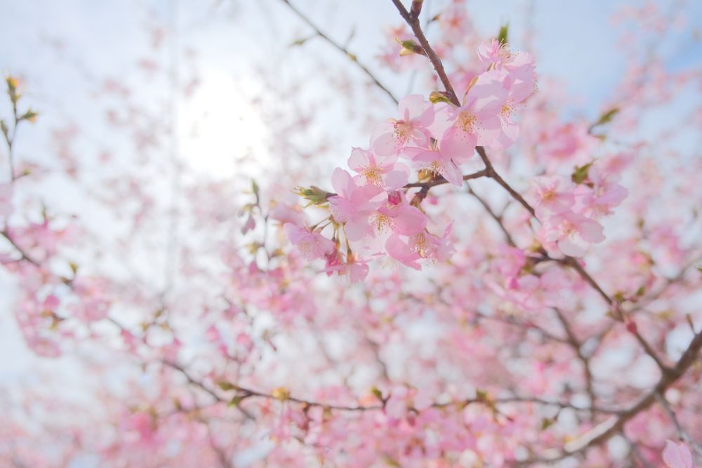 2023/3/8【開花状況】河津桜、福寿草、梅、クリスマスローズ