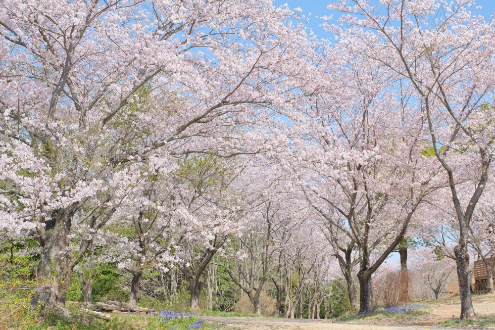 2023/3/27【開花状況】桜の開花状況。お花見BBQ予約受付中