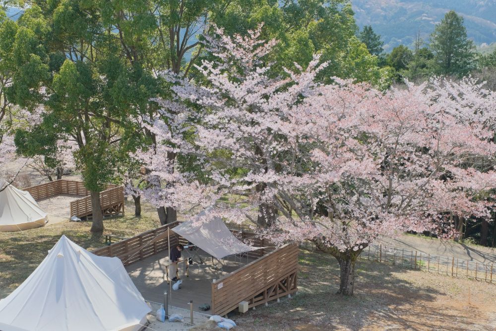 2023/3/27【開花状況】桜の開花状況。お花見BBQ予約受付中