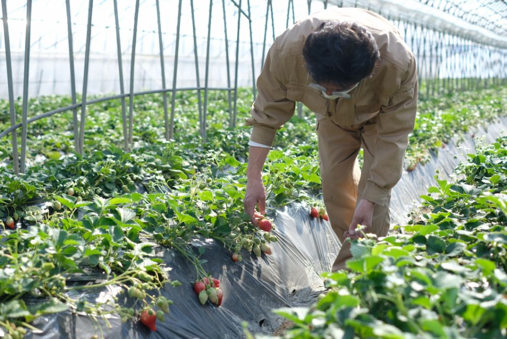 地元の真っ赤な苺を使った「いちごフェア」は、なくなり次第終了