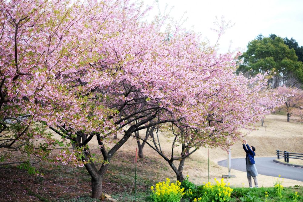 2023/3/10【開花状況】梅、河津桜、ハクモクレン、福寿草