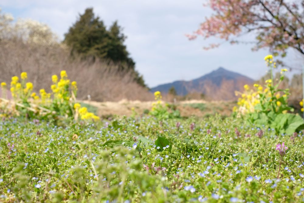 2023/3/10【開花状況】梅、河津桜、ハクモクレン、福寿草