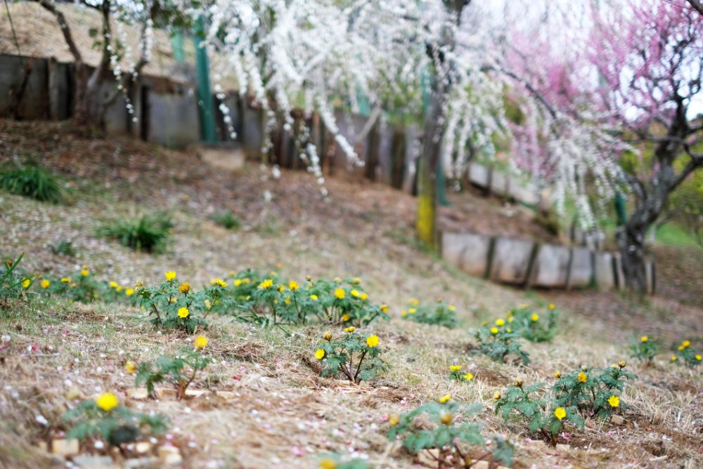 2023/3/10【開花状況】梅、河津桜、ハクモクレン、福寿草