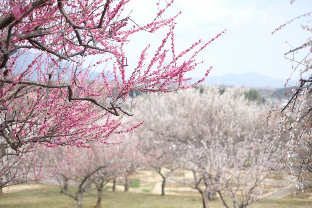 2023/3/10【開花状況】梅、河津桜、ハクモクレン、福寿草