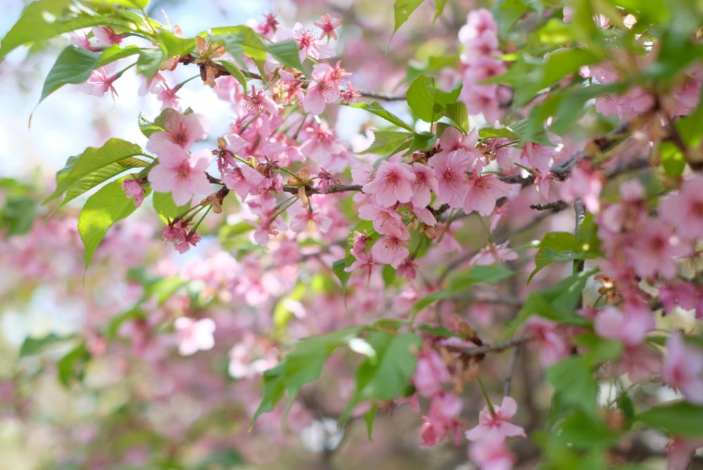 2023/3/16【開花状況】ソメイヨシノの開花宣言！ハクモクレン、ムラサキハナナ