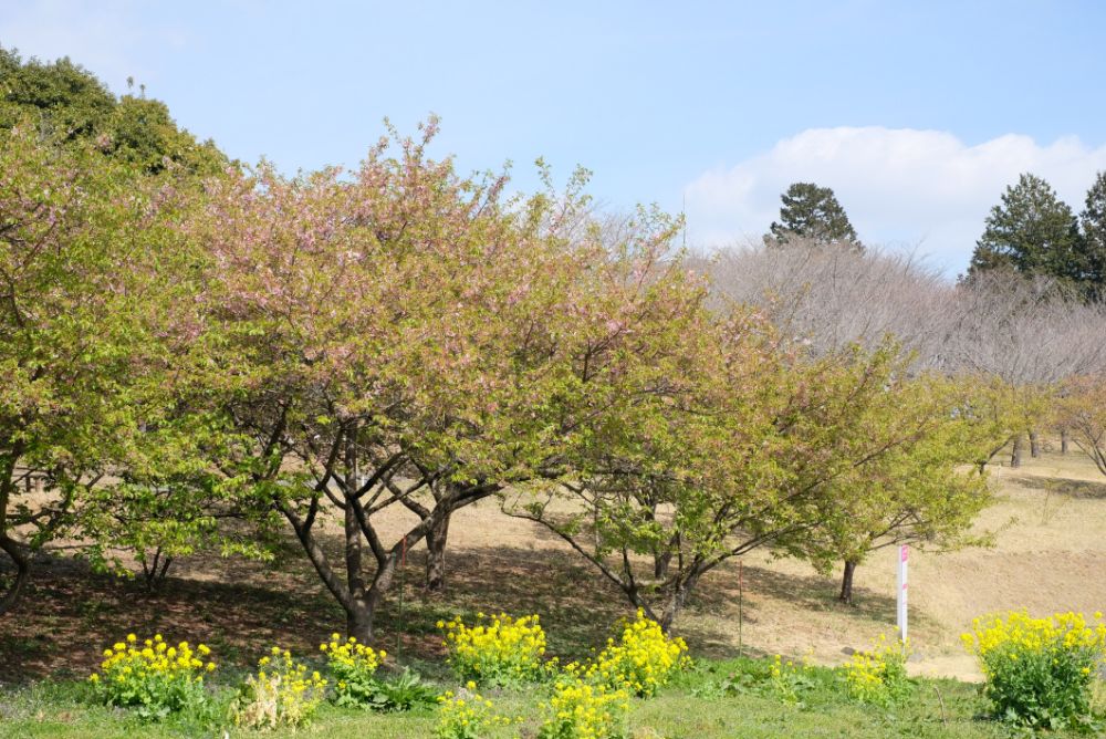 2023/3/16【開花状況】ソメイヨシノの開花宣言！ハクモクレン、ムラサキハナナ