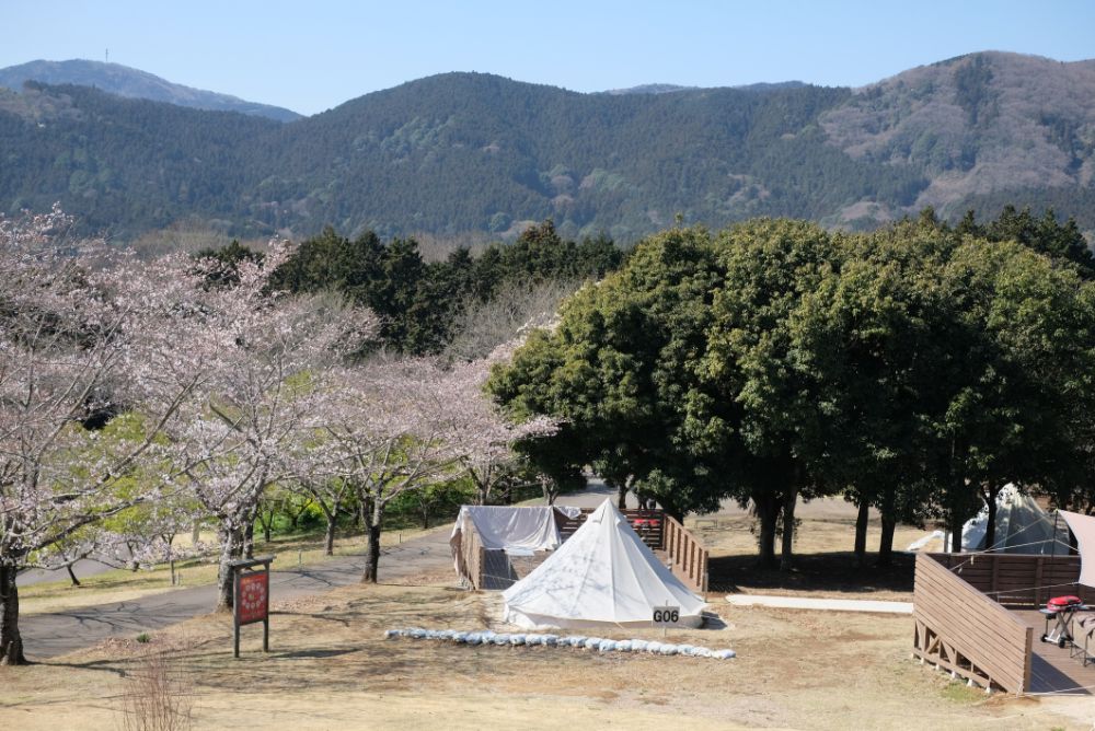 2023/3/20【開花状況】ソメイヨシノ、ハクモクレンなど。明日はANAとコラボしたライブ配信を実施！