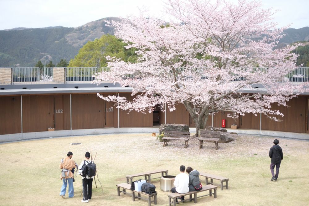 2023/3/27【開花状況】桜の開花状況。お花見BBQ予約受付中
