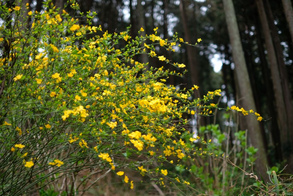 2023/3/27【開花状況】桜の開花状況。お花見BBQ予約受付中