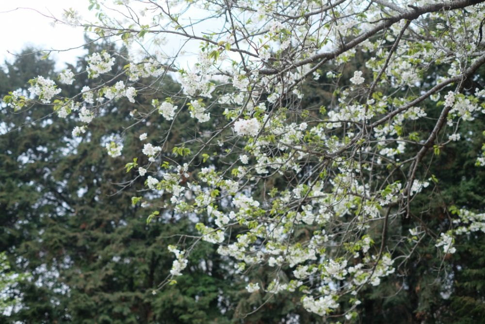 2023/3/27【開花状況】桜の開花状況。お花見BBQ予約受付中