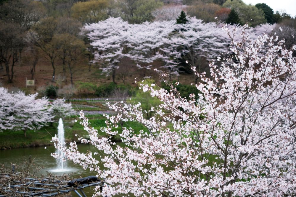 スイーツセット付！笠間焼で多肉植物寄せ植え体験