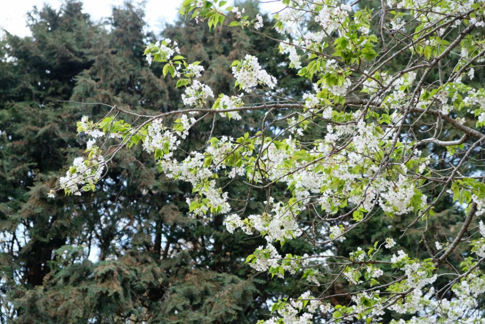 2023/3/30【開花状況】桜の開花状況。シャガ、ムラサキハナナ