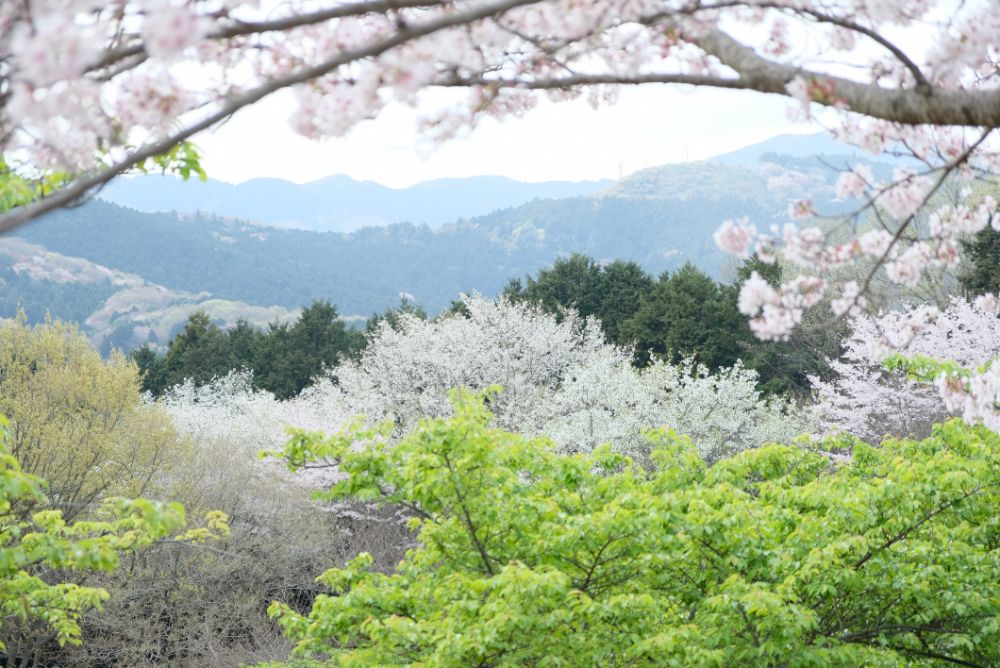 2023/3/30【開花状況】桜の開花状況。シャガ、ムラサキハナナ