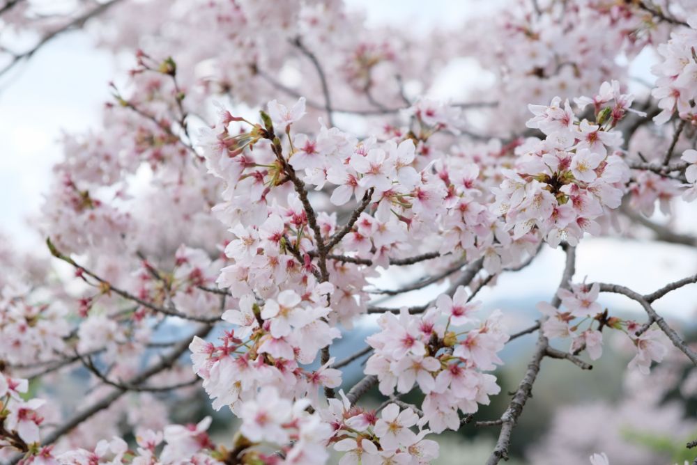 2023/3/30【開花状況】桜の開花状況。シャガ、ムラサキハナナ