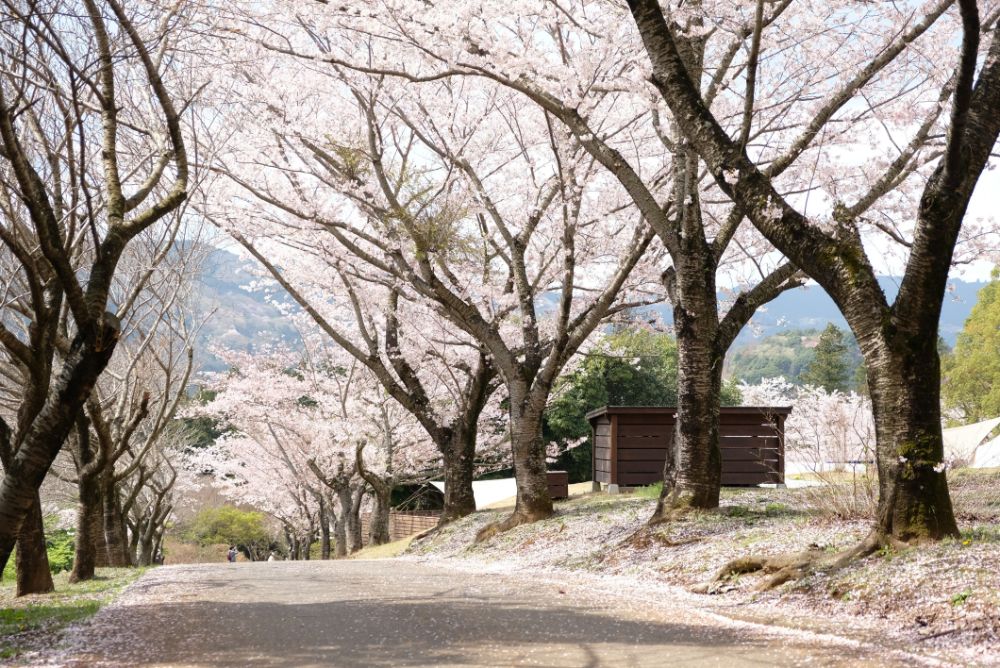 2023/3/30【開花状況】桜の開花状況。シャガ、ムラサキハナナ