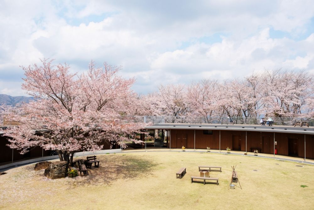 2023/3/30【開花状況】桜の開花状況。シャガ、ムラサキハナナ