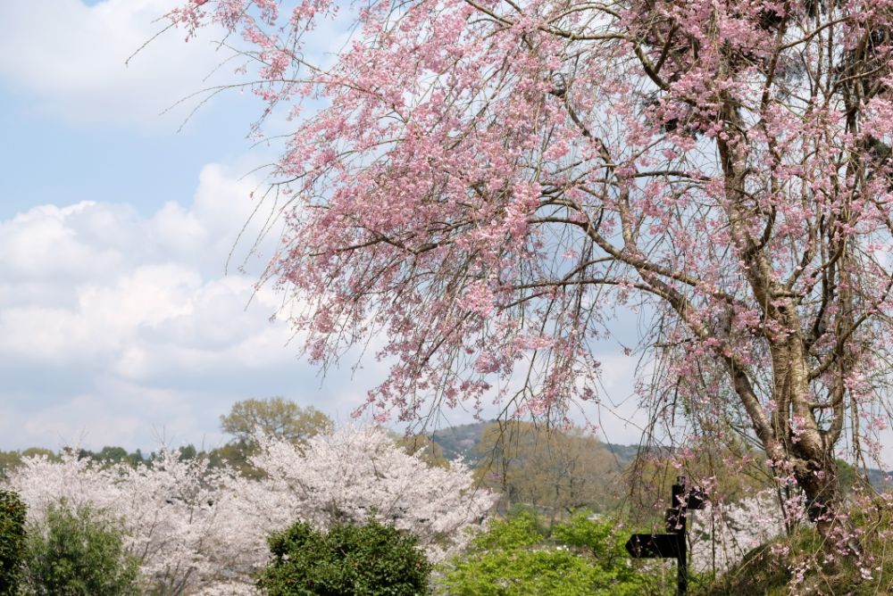 2023/3/30【開花状況】桜の開花状況。シャガ、ムラサキハナナ