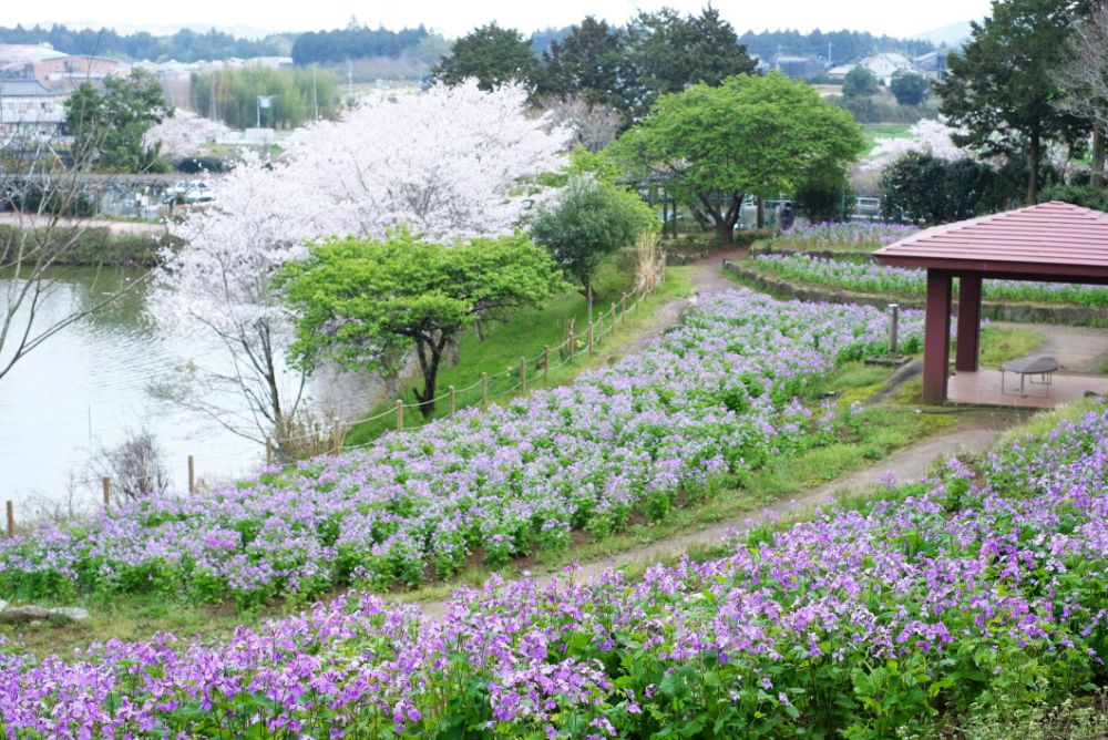 2023/3/30【開花状況】桜の開花状況。シャガ、ムラサキハナナ