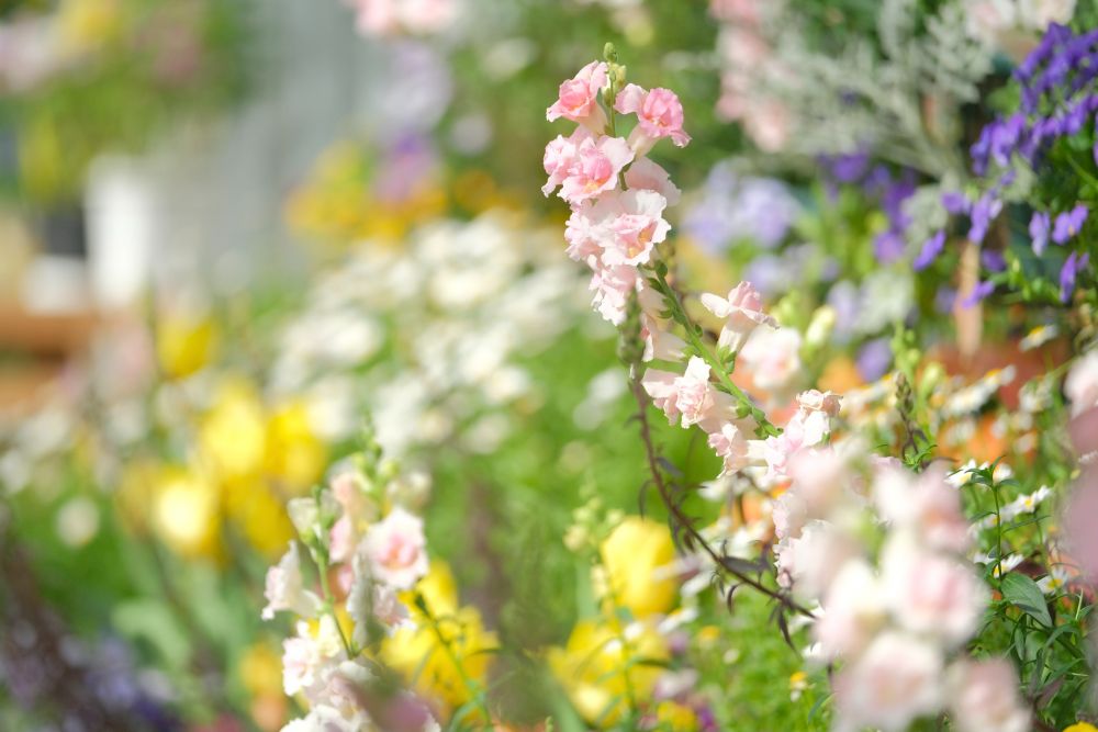 陽だまりの園内で開催中！四季の花めぐりスタンプラリー