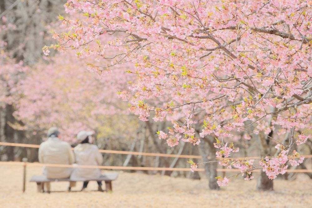 2023/3/8【開花状況】河津桜、福寿草、梅、クリスマスローズ