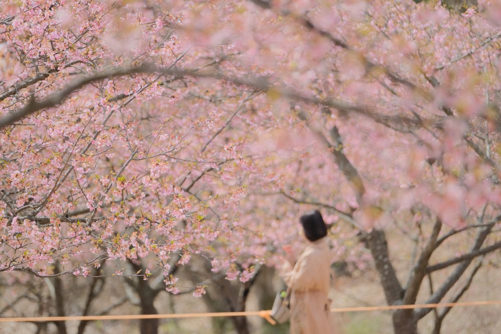 2023/3/8【開花状況】河津桜、福寿草、梅、クリスマスローズ