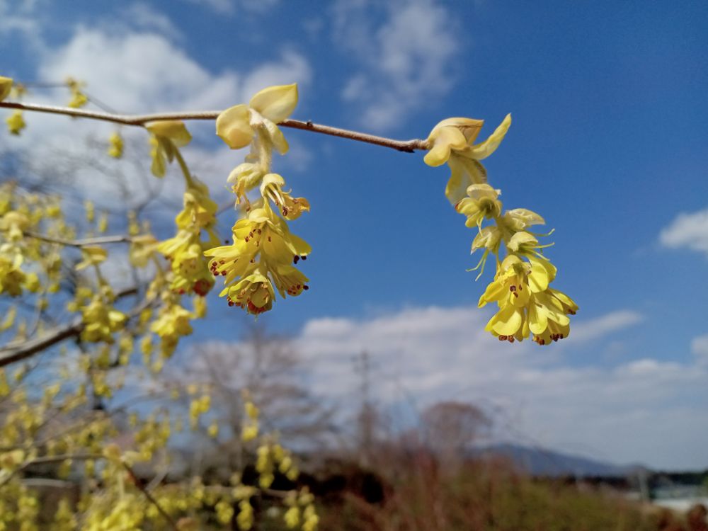 2023/3/16【開花状況】ソメイヨシノの開花宣言！ハクモクレン、ムラサキハナナ