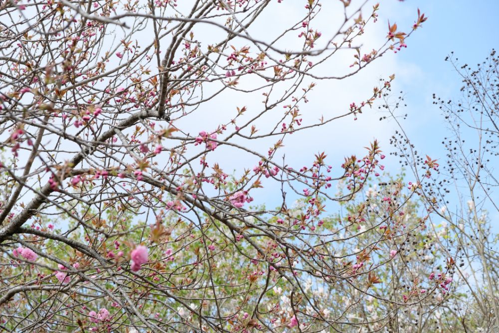 2023/4/3【開花状況】園内の開花状況。ラナンキュラス、ポピー、桜、シャガなど春めく園内