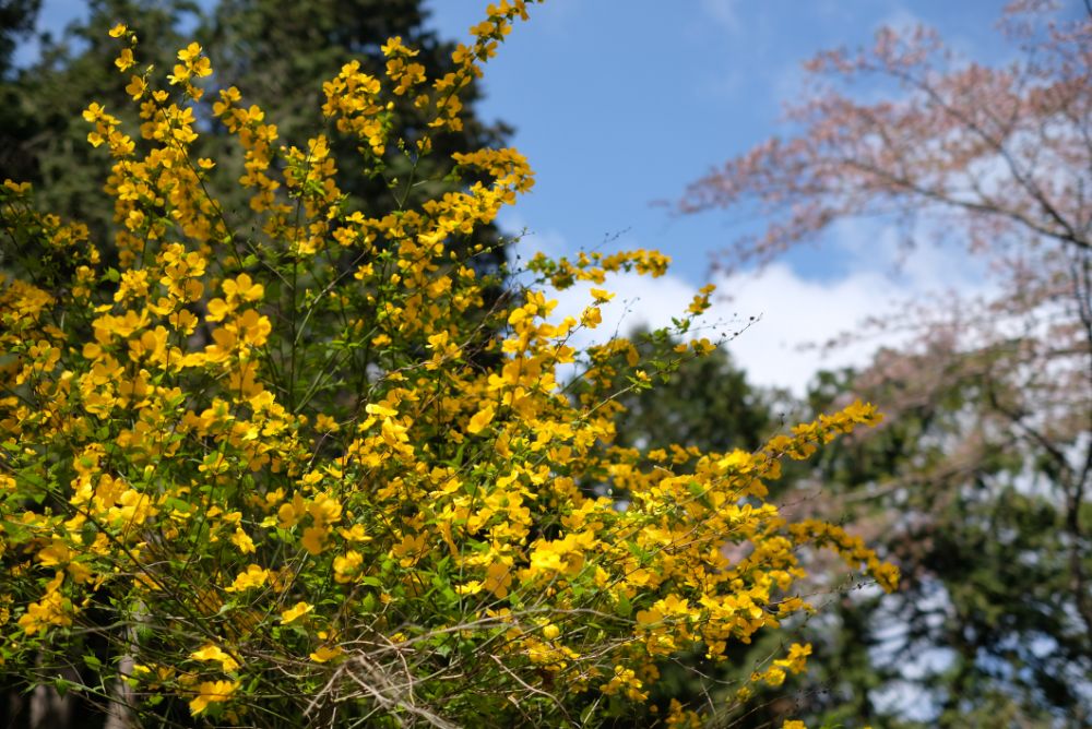 2023/4/3【開花状況】園内の開花状況。ラナンキュラス、ポピー、桜、シャガなど春めく園内