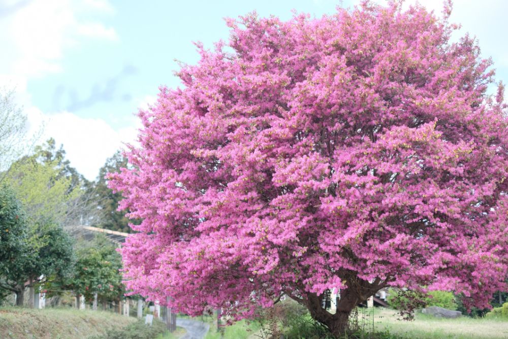 2023/4/3【開花状況】園内の開花状況。ラナンキュラス、ポピー、桜、シャガなど春めく園内