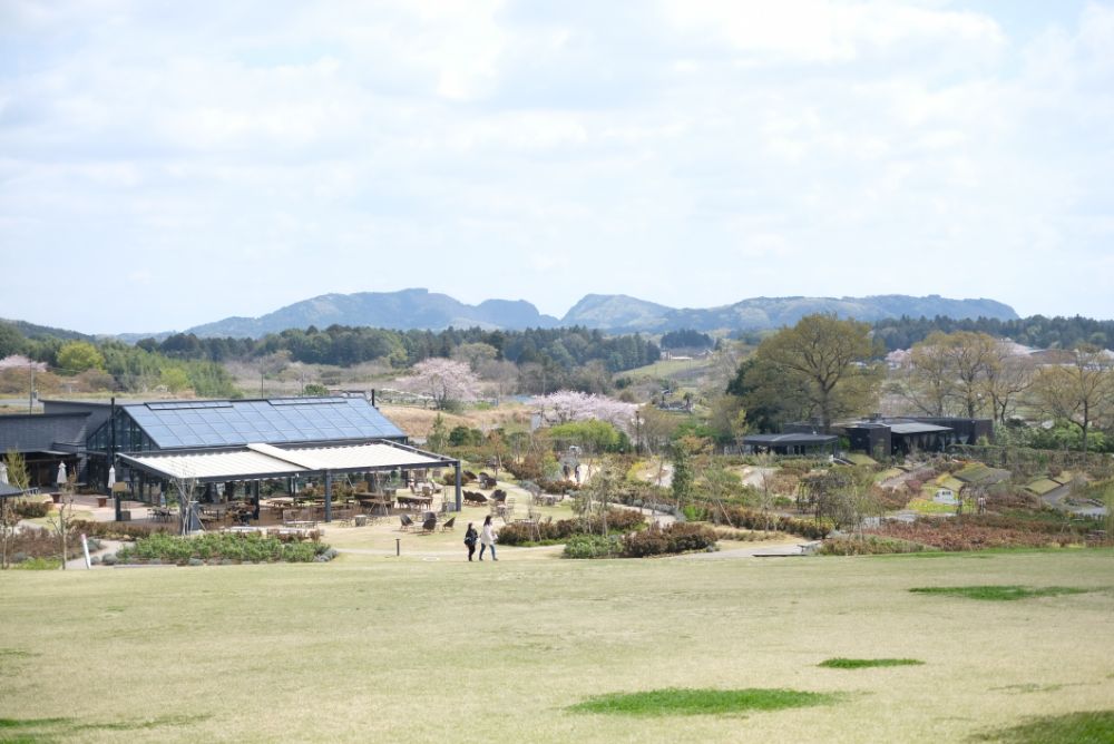 2023/4/3【開花状況】園内の開花状況。ラナンキュラス、ポピー、桜、シャガなど春めく園内