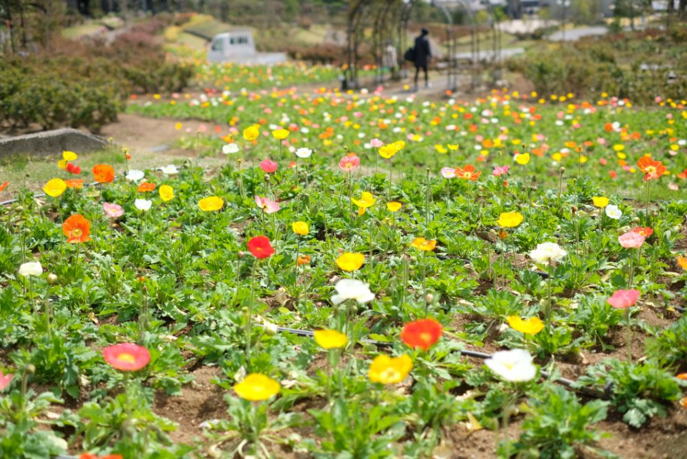 2023/4/3【開花状況】園内の開花状況。ラナンキュラス、ポピー、桜、シャガなど春めく園内