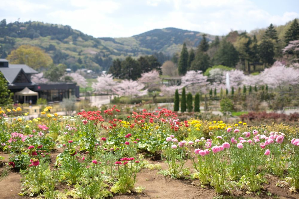 2023/4/3【開花状況】園内の開花状況。ラナンキュラス、ポピー、桜、シャガなど春めく園内