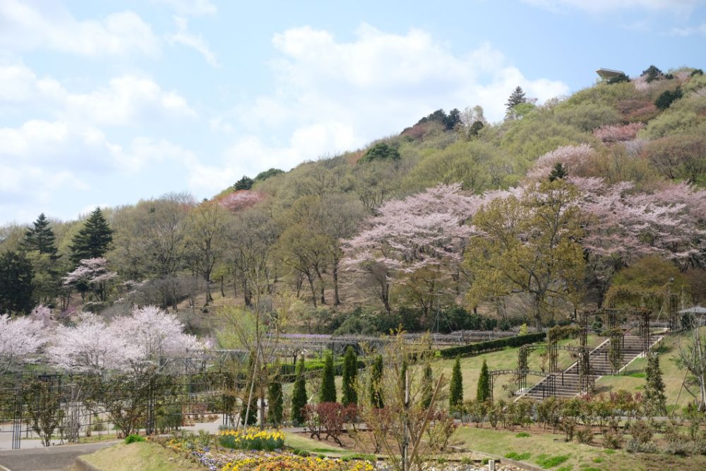 2023/4/3【開花状況】園内の開花状況。ラナンキュラス、ポピー、桜、シャガなど春めく園内