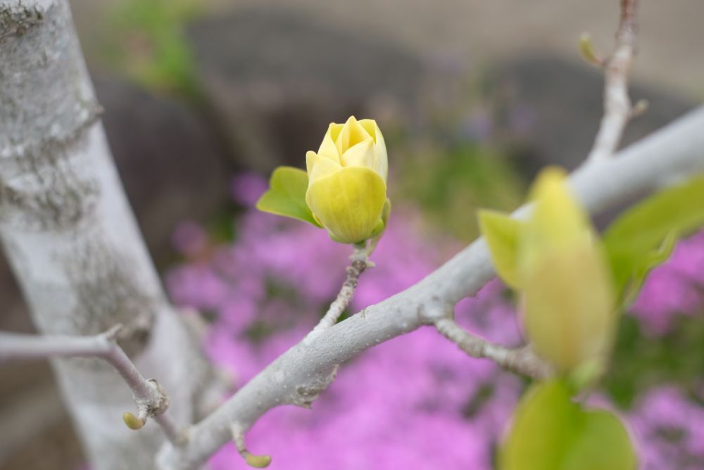 2023/4/6【開花状況】園内の開花状況。見頃のムラサキハナナ、ヤマブキ、シャガなど