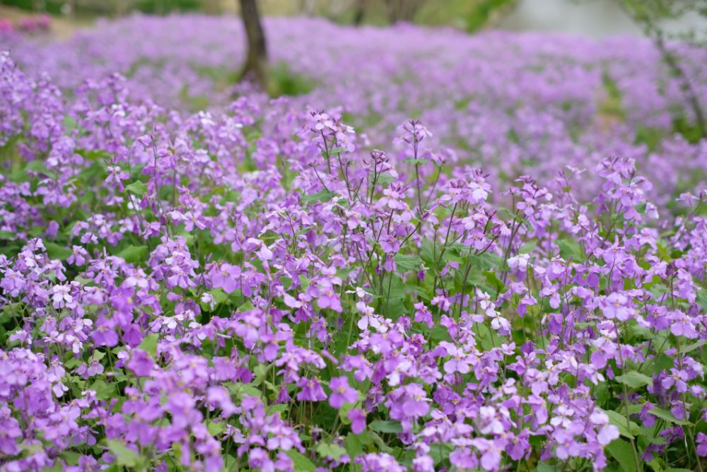 2023/4/6【開花状況】園内の開花状況。見頃のムラサキハナナ、ヤマブキ、シャガなど