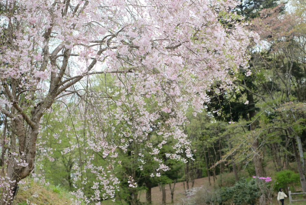 2023/4/6【開花状況】園内の開花状況。見頃のムラサキハナナ、ヤマブキ、シャガなど