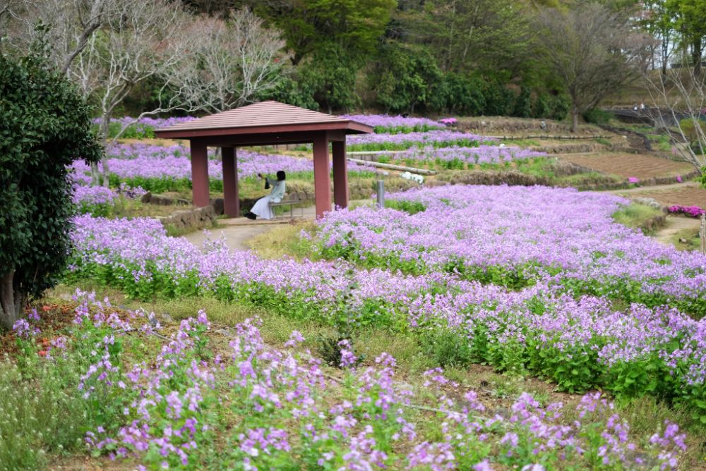 2023/4/6【開花状況】園内の開花状況。見頃のムラサキハナナ、ヤマブキ、シャガなど