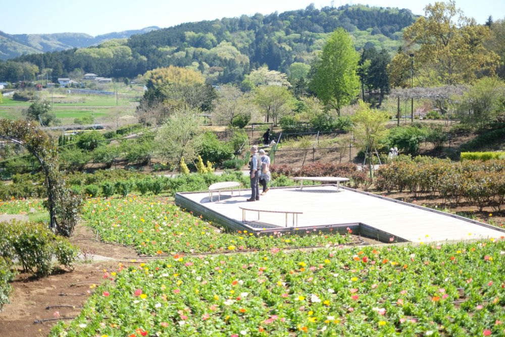 2023/4/10【開花状況】早咲きバラの開花！見頃の八重桜、シャガ、ムラサキハナナなど