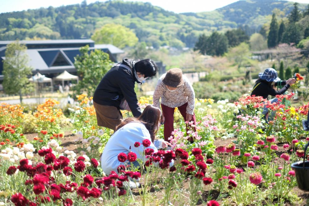 ポピーやラナンキュラスと春の草花摘みツアー