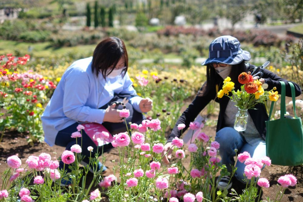 ポピーやラナンキュラスと春の草花摘みツアー