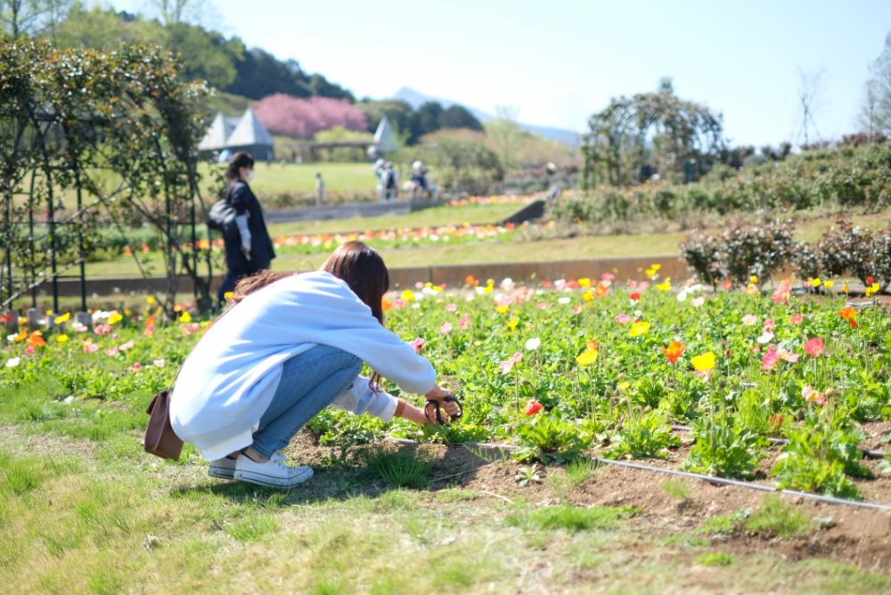 ポピーやラナンキュラスと春の草花摘みツアー