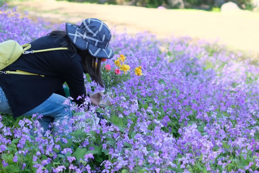 ポピーやラナンキュラスと春の草花摘みツアー