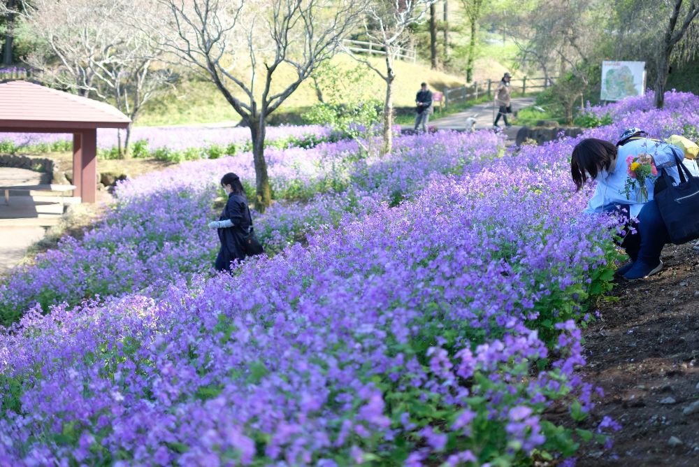 ポピーやラナンキュラスと春の草花摘みツアー